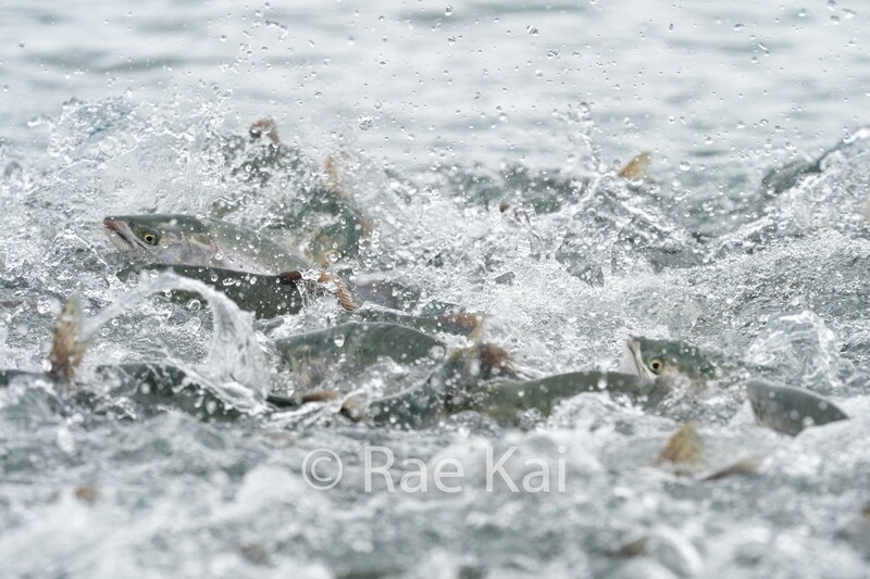 Fish Frenzy-Traditional Photo