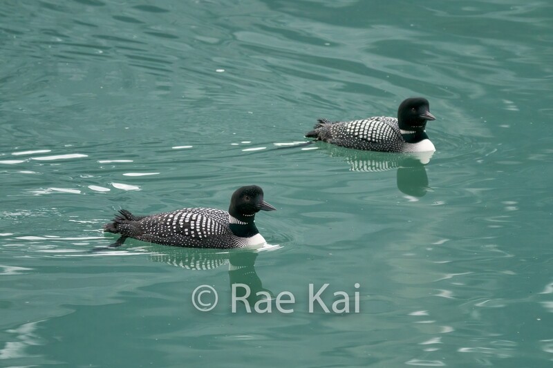 Aqua Loons-Traditional Photo