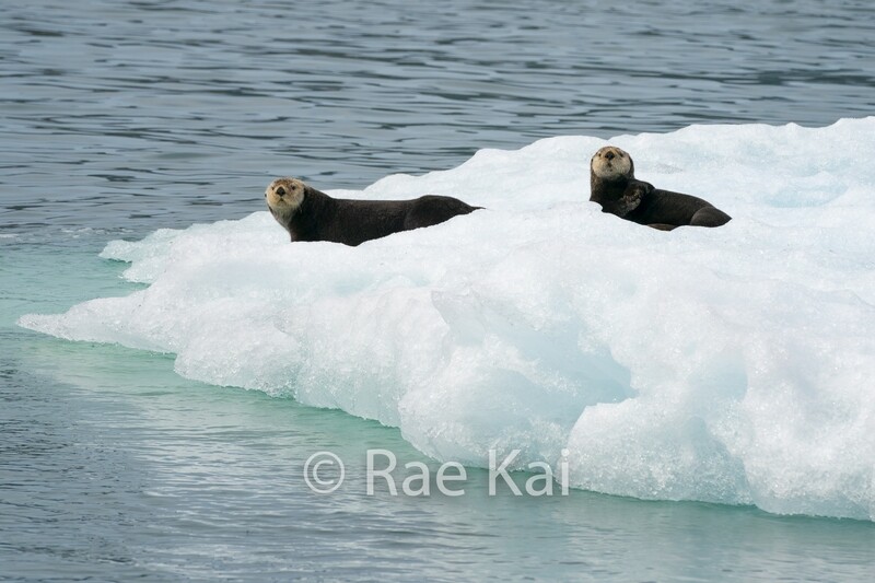 Otter Berg-Traditional Photo