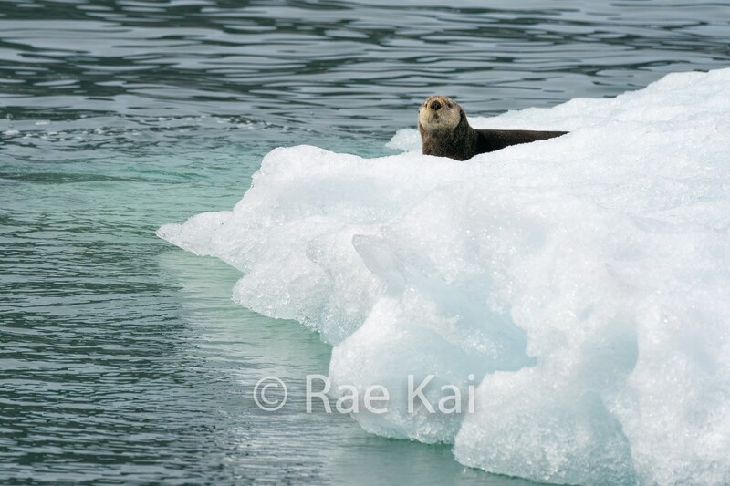 Ice Edge-Traditional Photo