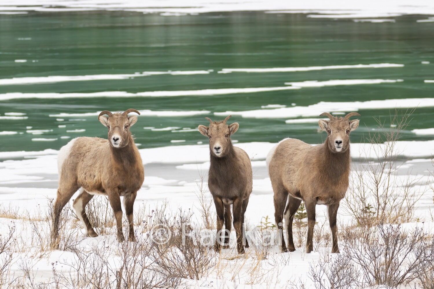 Bighorn Family Lake-Traditional Photo
