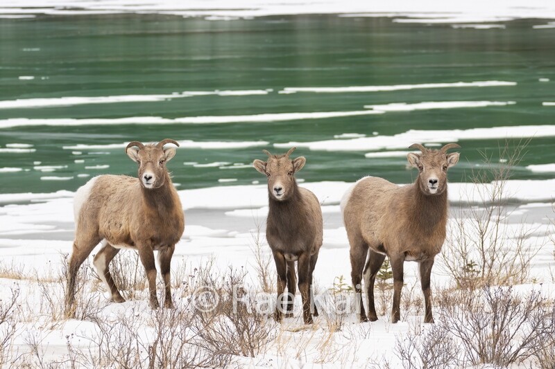 Bighorn Family Lake-Traditional Photo