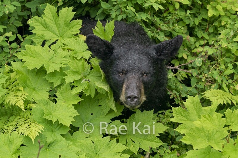 Black Bear Hideout-Traditional Photo
