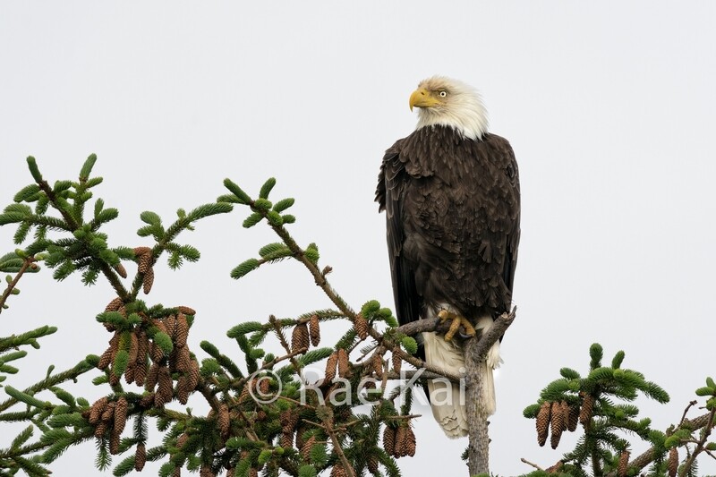 High Lookout-Traditional Photo