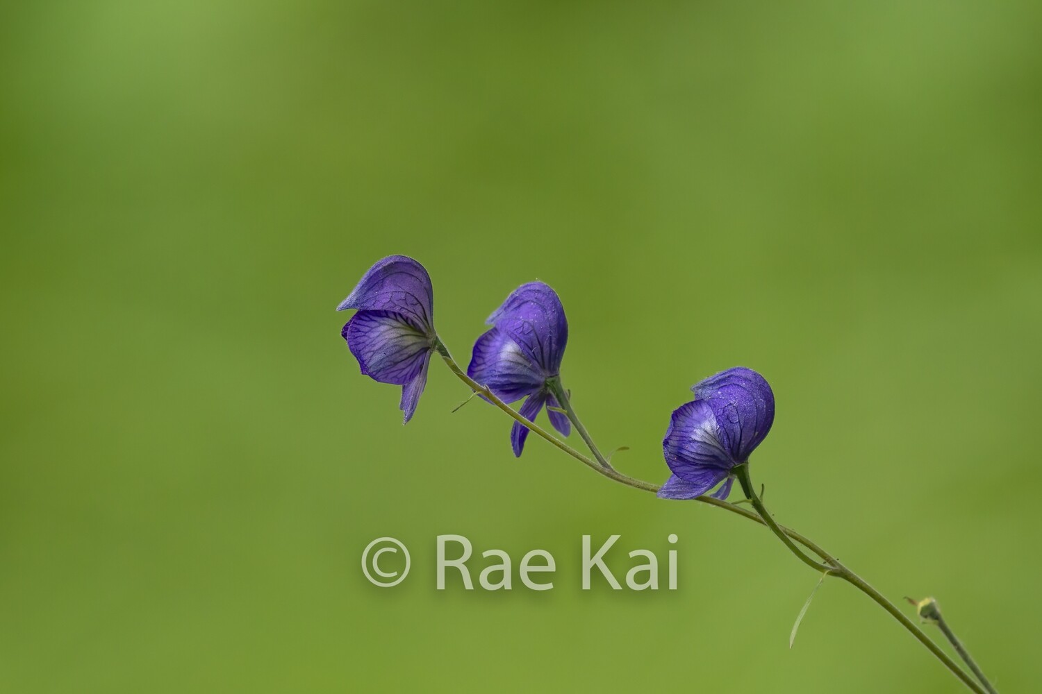 Violet Symmetry-Traditional Photo