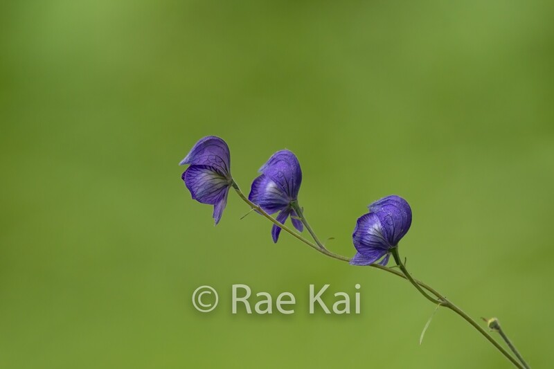 Violet Symmetry-Traditional Photo