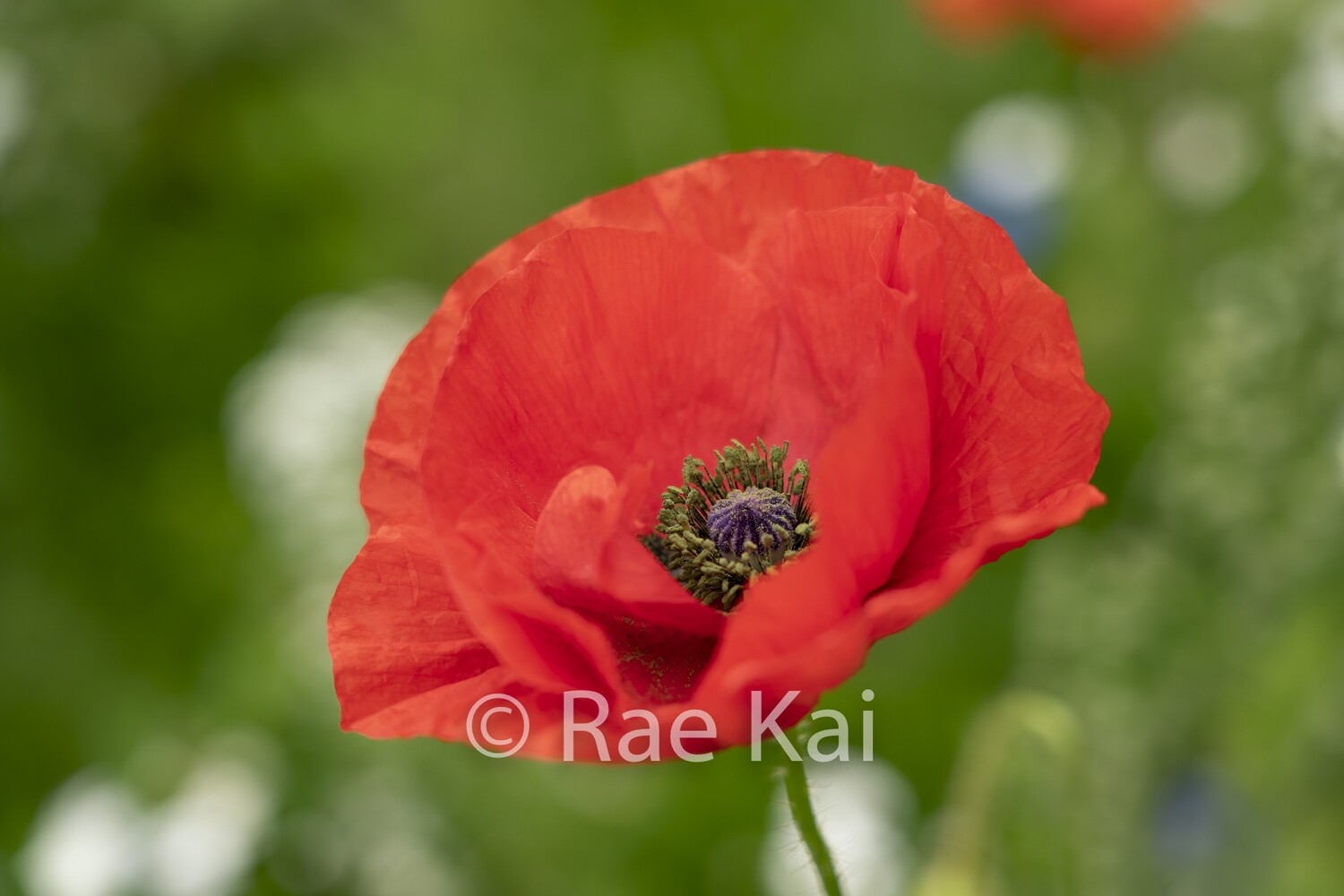 Poppy Bloom-Traditional Photo
