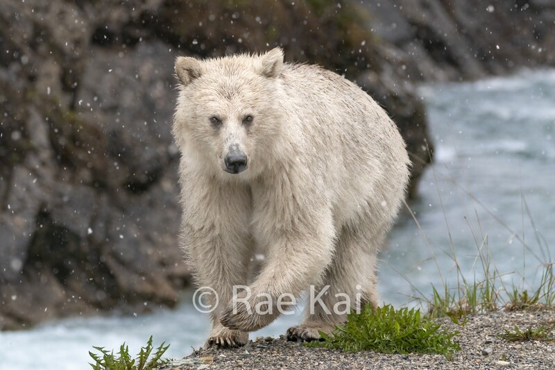 Rare White Grizzly Bear by River-Traditional Photo