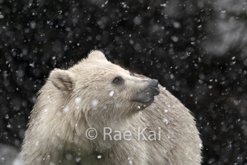 Rare White Grizzly Bear Snow Delight-Traditional Photo