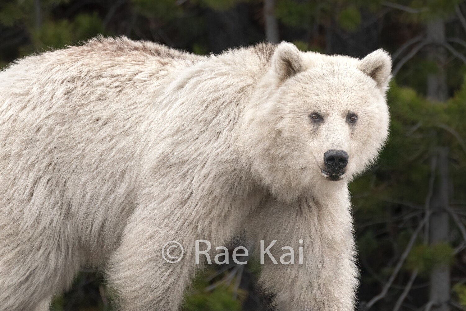 Rare White Grizzly Encounter-Traditional Photo