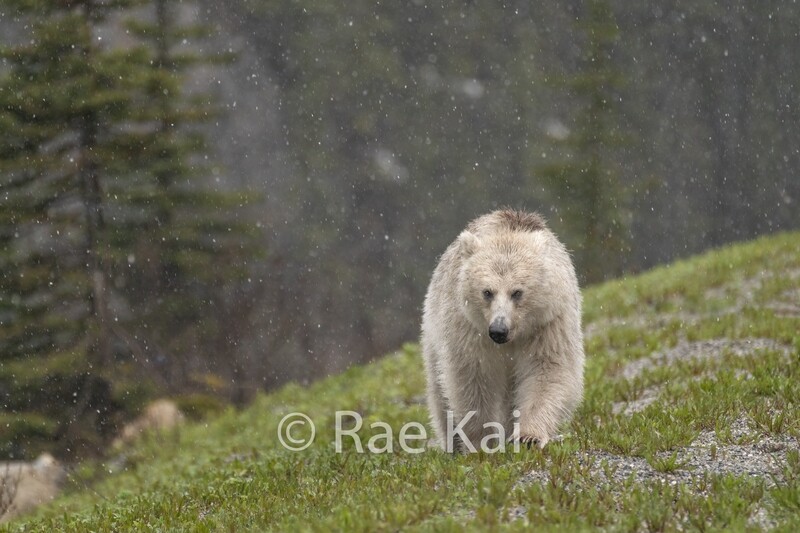 Lightly Snowing White Bear-Traditional Photo