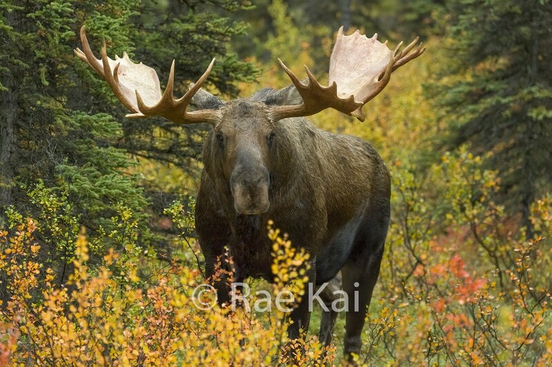 Moose Splendor-Traditional Photo