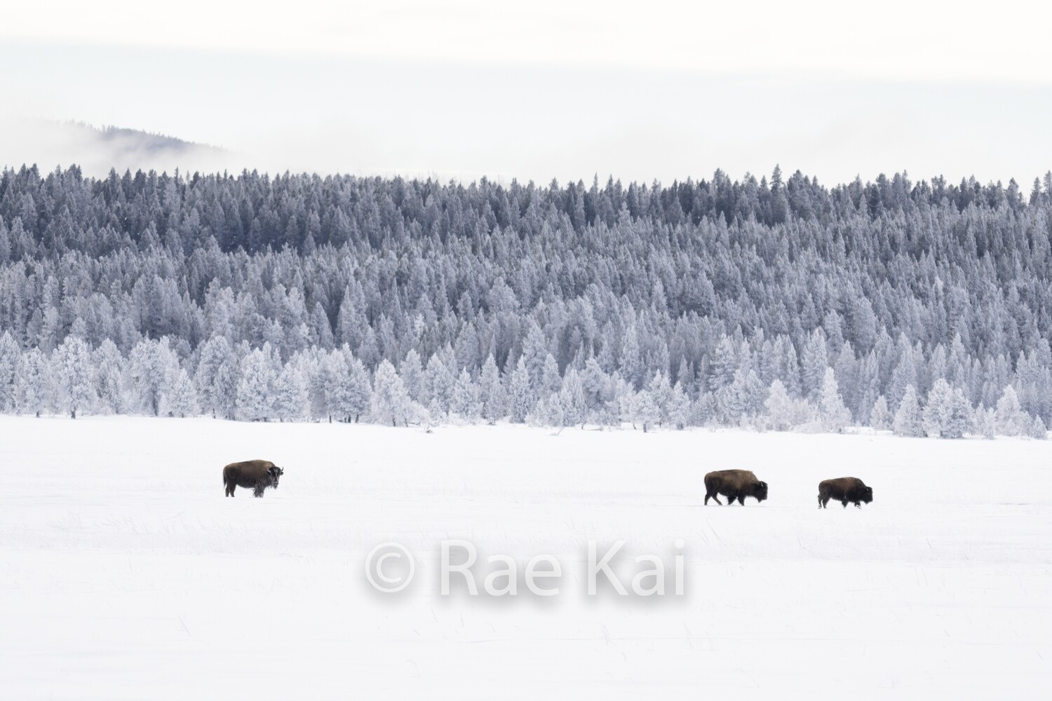 Ombre Bison-Traditional Photo