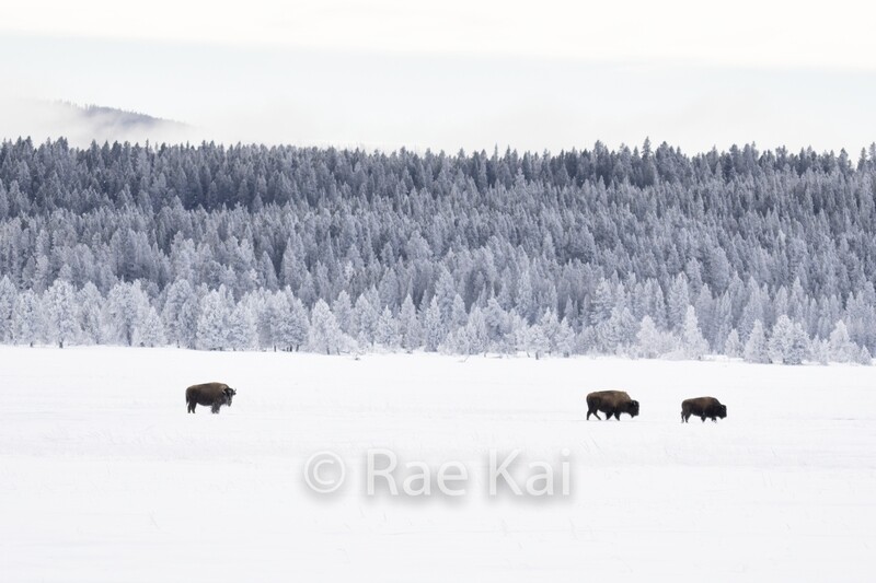 Ombre Bison-Traditional Photo