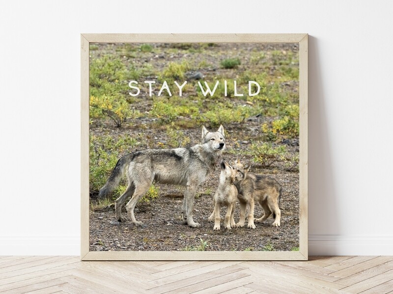 Stay Wild-Inspirational Square Photo