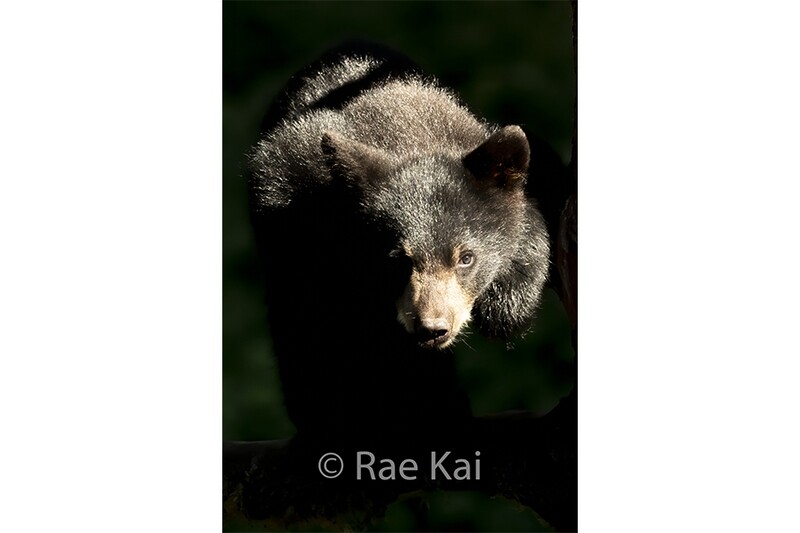 Bearly Lit-Traditional Photo