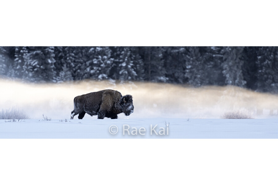 Bison in the Fog Panoramic-Panoramic Traditional Photo