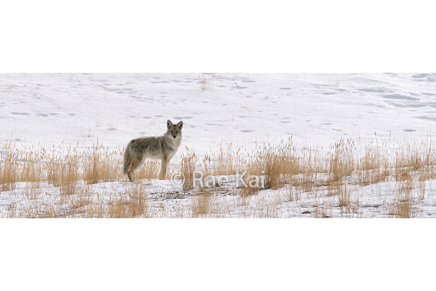 Prairie Coyote-Panoramic Traditional Photo