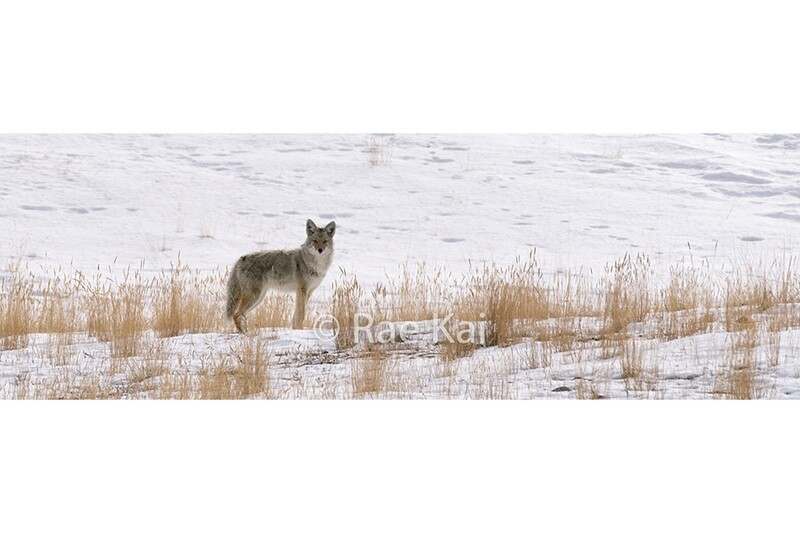 Prairie Coyote-Panoramic Traditional Photo