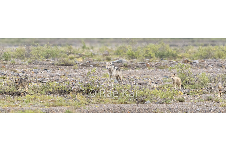 Pup Patrol Panoramic-Panoramic Traditional Photo