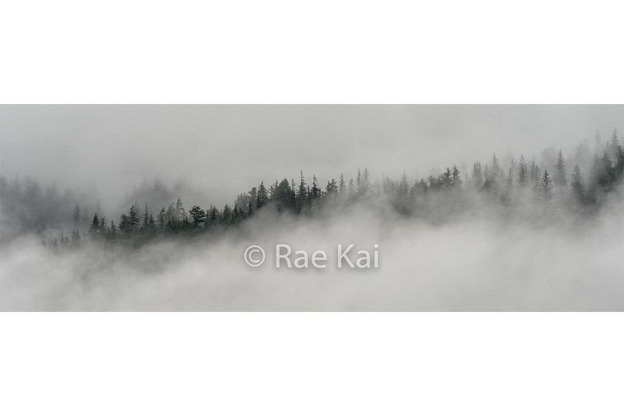 Foggy Tree Ridge-Panoramic-Panoramic Traditional Photo
