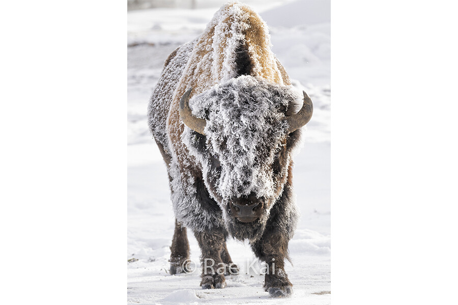 Frost Covered-Traditional Bison