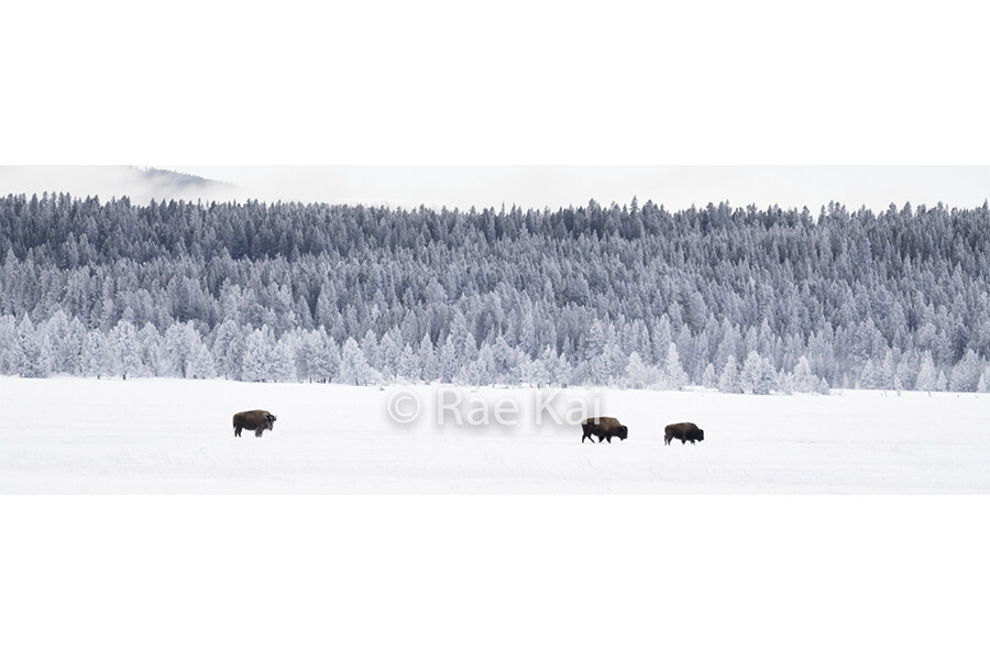 Ombre Herd Panoramic-Panoramic Traditional Photo