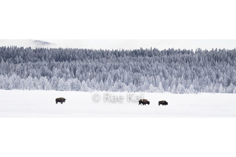 Ombre Herd Panoramic-Panoramic Traditional Photo