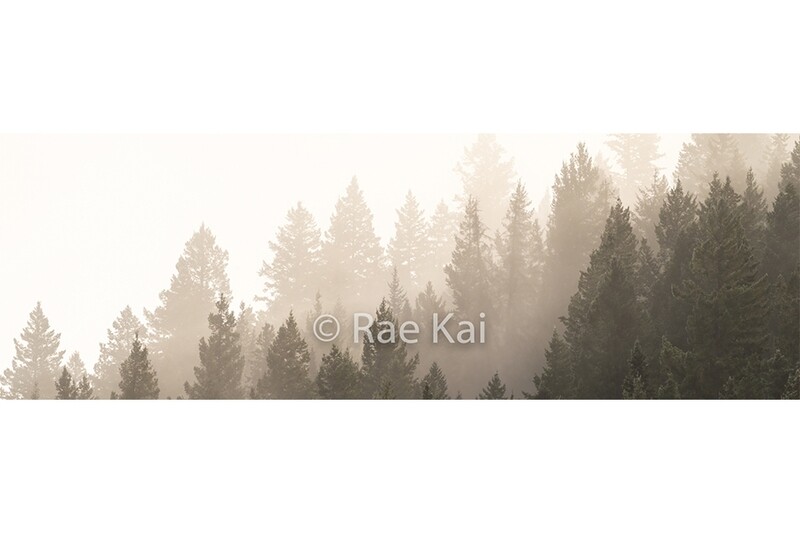 Misty Treetops-Panoramic Traditional Photo