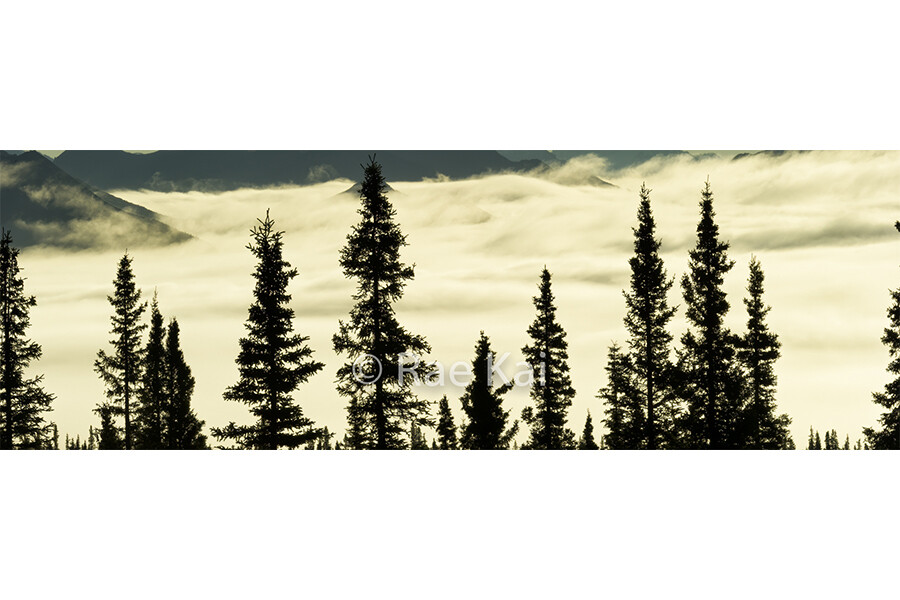 Tree Silhouette-Panoramic Traditional Photo