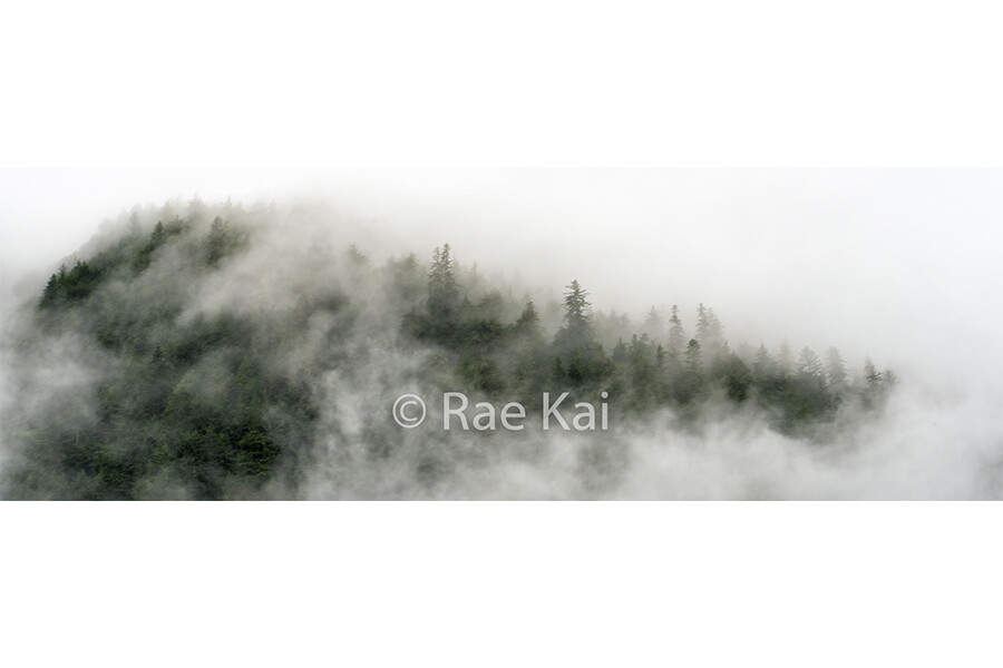 Treetop Clouds-Panoramic-Panoramic Traditional Photo
