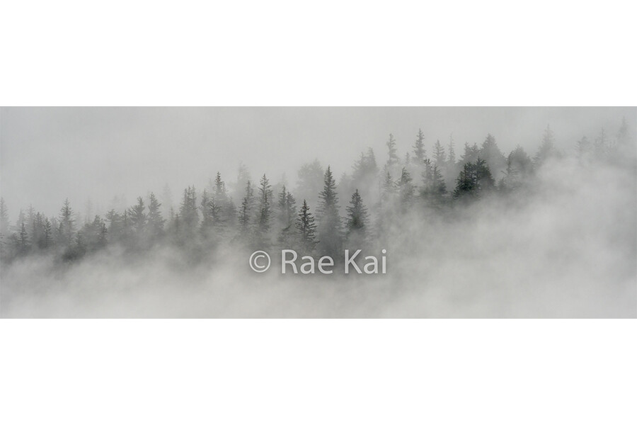 Trees in the Mist-Panoramic-Panoramic Traditional Photo