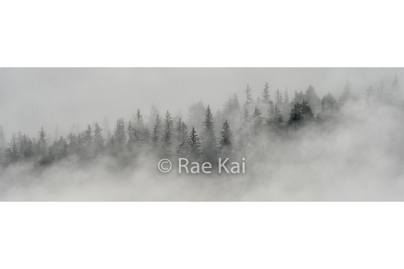 Trees in the Mist-Panoramic-Panoramic Traditional Photo