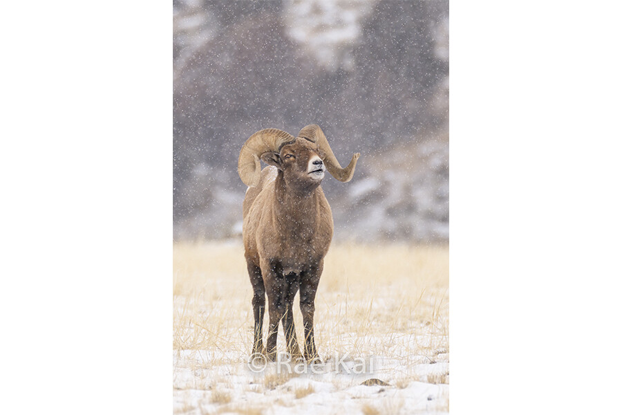 Snow Falling-Traditional Photo
