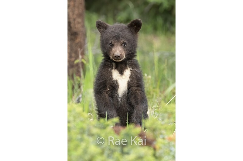 Heart Cub-Traditional Photo