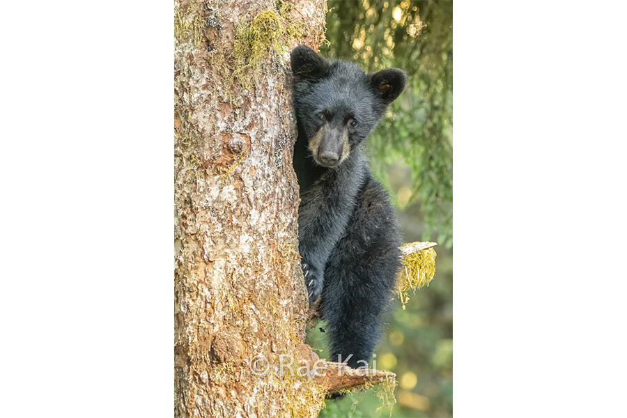 Tree Hugger-Traditional Photo