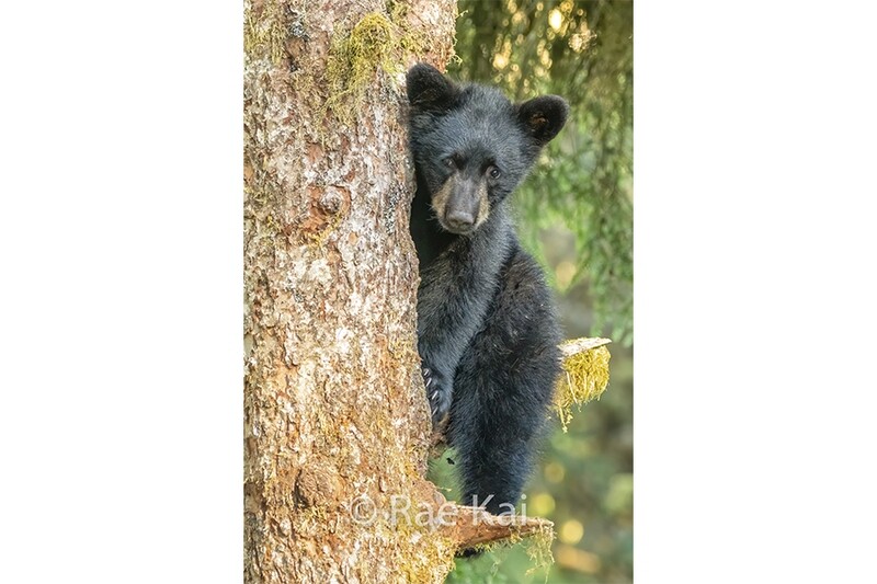 Tree Hugger-Traditional Photo