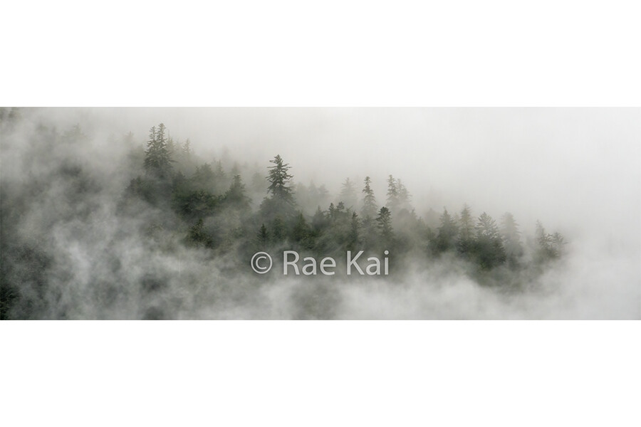 Cloud Forest-Panoramic-Panoramic Traditional Photo