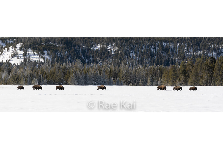 Bison Path Panoramic-Panoramic Traditional Photo