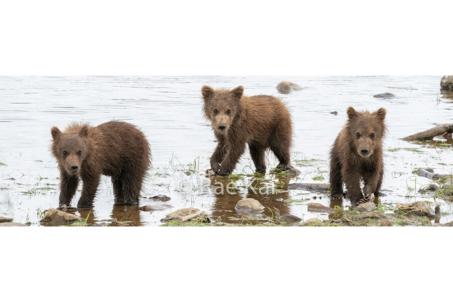 Water&#39;s Edge Cubs Panoramic-Panoramic Traditional Photo
