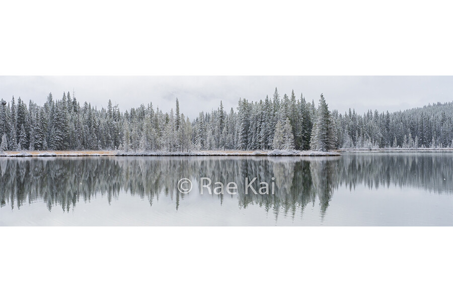 Snowcovered Pines-Panoramic-Panoramic Traditional Photo