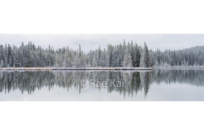 Snowcovered Pines-Panoramic-Panoramic Traditional Photo