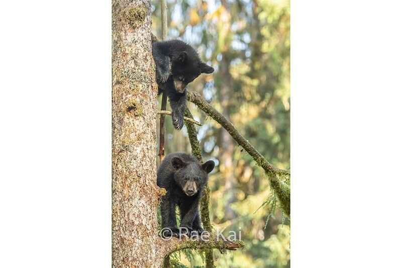 Cub Play-Traditional Photo