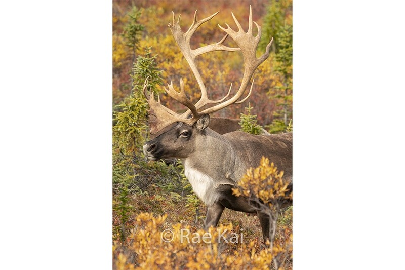 Antler View-Traditional Photo