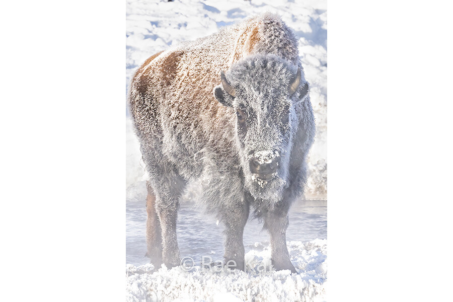 Frosty Bison-Traditional Photo