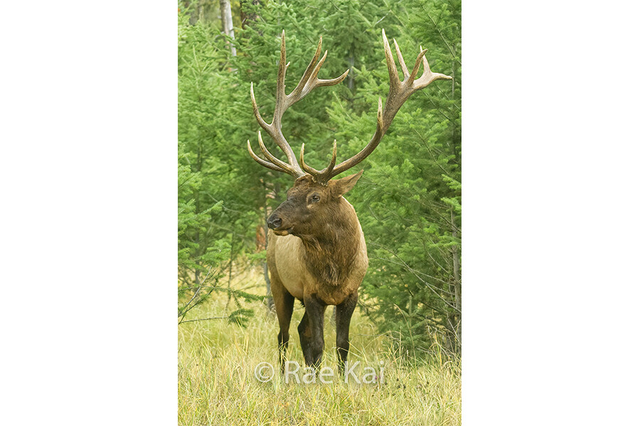 Elk Looking Large-Traditional Photo