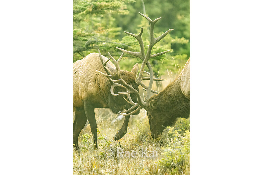 Locked Antlers-Traditional Photo