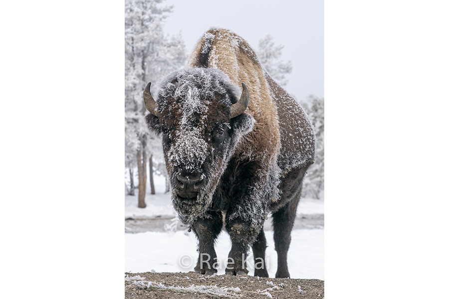 Bison Coming Close-Traditional Photo