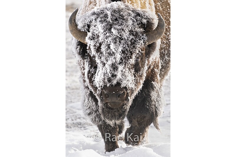 Head on Bison-Traditional Bison