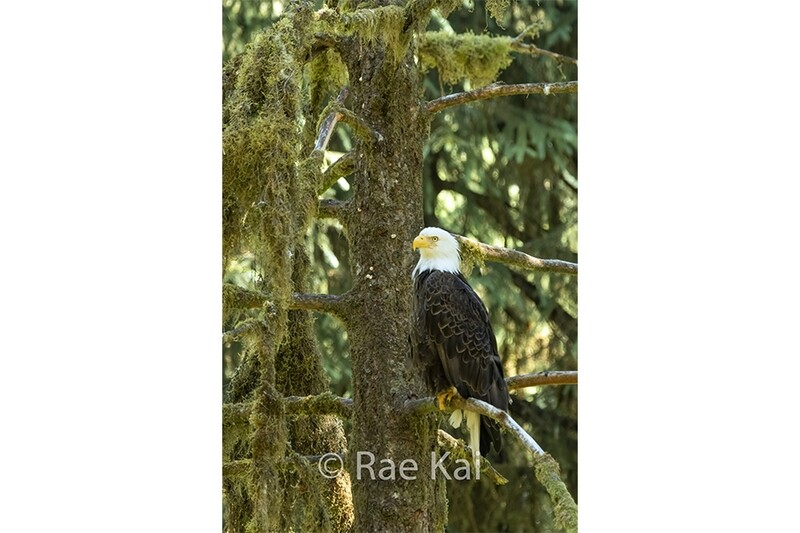 Mossy Lookout-Traditional Photo